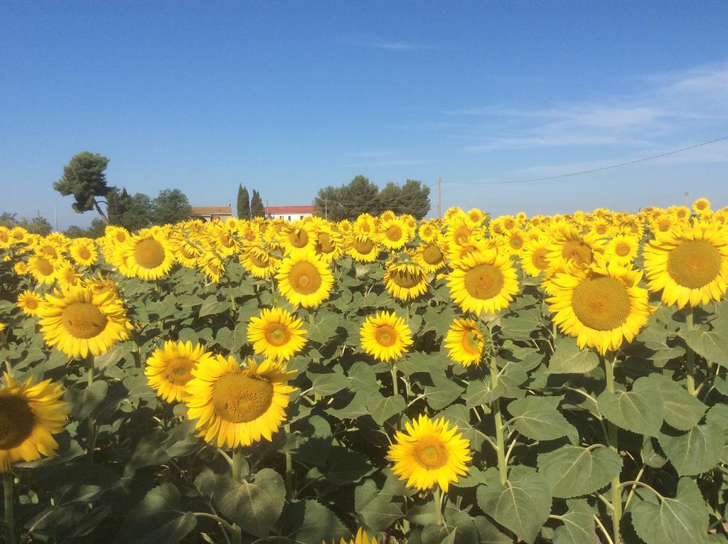 Podere Girasoli 피옴비노 외부 사진